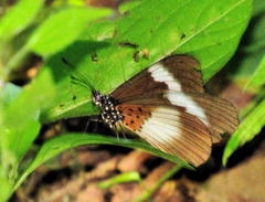 Acraea aganice aganice