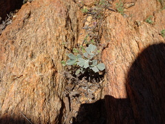 Senna artemisioides helmsii