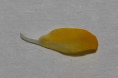 Aspalathus prostrata