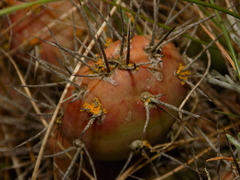 Opuntia fragilis