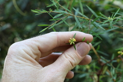 Pimelea neoanglica
