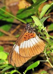 Acraea aganice aganice