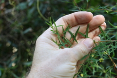 Pimelea neoanglica