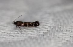 Stagmatophora argyrostrepta