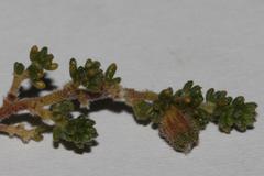 Aspalathus prostrata