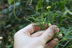 Pimelea neoanglica