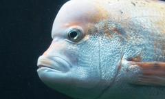 Chrysoblephus gibbiceps