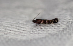 Stagmatophora argyrostrepta