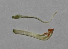 Aspalathus prostrata