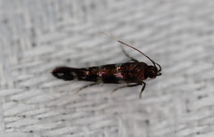 Stagmatophora argyrostrepta