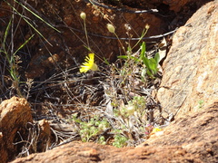 Podolepis capillaris