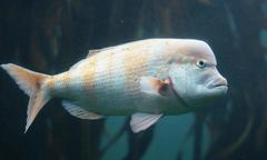 Chrysoblephus gibbiceps