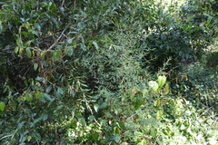 Pimelea neoanglica