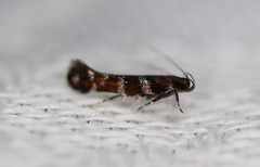 Stagmatophora argyrostrepta