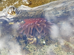 Anemonia mutabilis