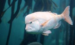 Chrysoblephus gibbiceps