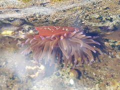 Anemonia mutabilis