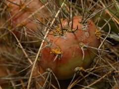 Opuntia fragilis
