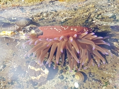 Anemonia mutabilis