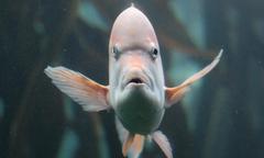 Chrysoblephus gibbiceps