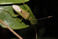 Amblypelta nitida