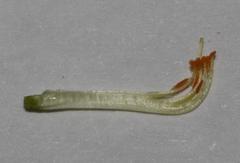 Aspalathus prostrata