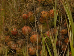 Opuntia fragilis