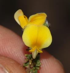 Aspalathus prostrata