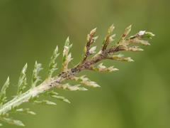 Liriomyza ptarmicae