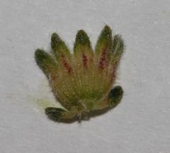 Aspalathus prostrata