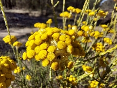 Ozothamnus diotophyllus