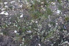 Aspalathus prostrata