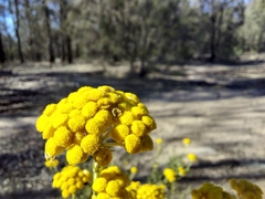 Ozothamnus diotophyllus