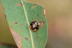 Anischys luteovarius