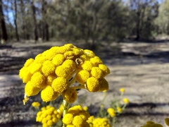 Ozothamnus diotophyllus