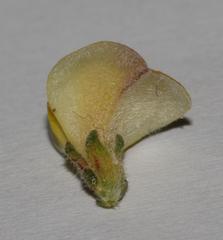 Aspalathus prostrata