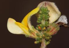 Aspalathus prostrata