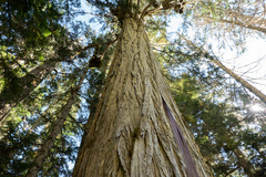 Cupressus nootkatensis
