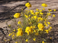 Ozothamnus diotophyllus