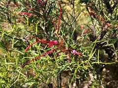 Hakea purpurea