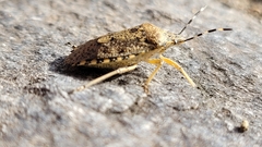 Rhaphigaster nebulosa