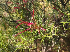 Hakea purpurea