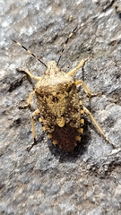 Rhaphigaster nebulosa