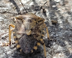 Rhaphigaster nebulosa