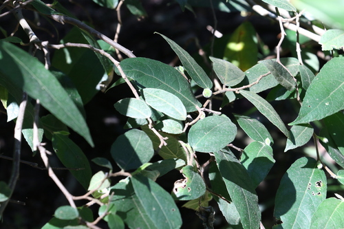 Ficus coronata (Ficus coronata)