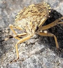 Rhaphigaster nebulosa