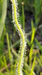 Drosera tracyi