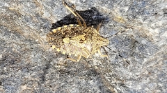 Rhaphigaster nebulosa