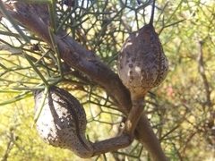 Hakea purpurea