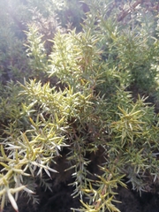 Ulex argenteus argenteus